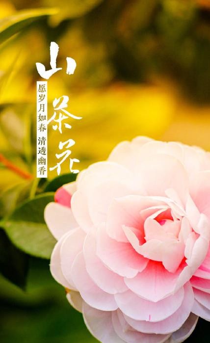 春花壁纸