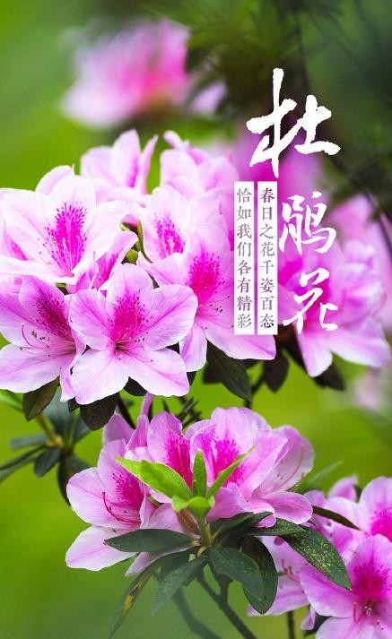 春花壁纸