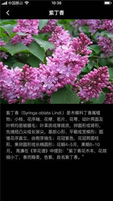 丁香花瓣