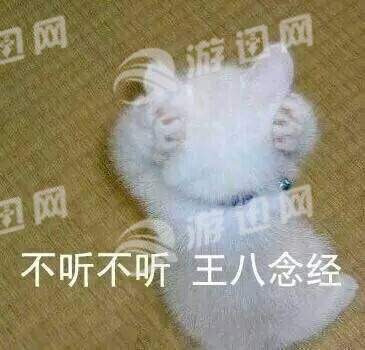 很火的猫表情包最新版