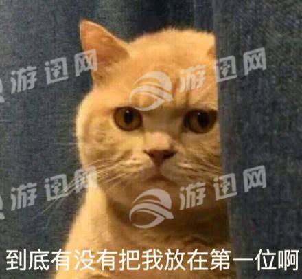 很火的猫表情包最新版