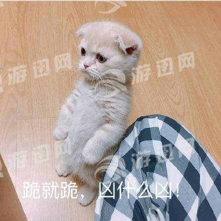 很火的猫表情包最新版