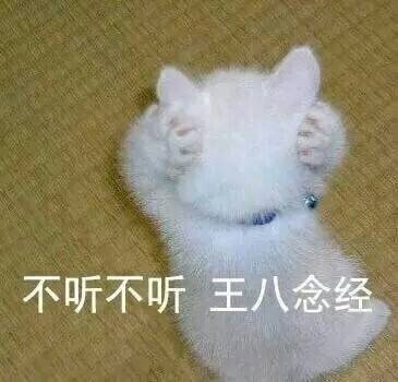 很火的猫表情包