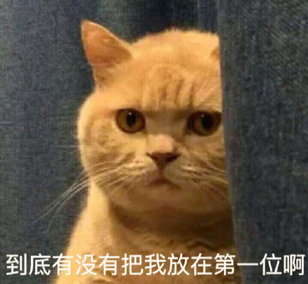 很火的猫表情包