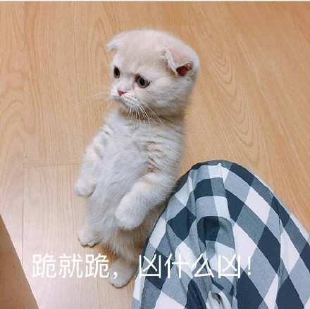 很火的猫表情包