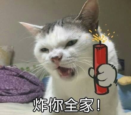 很火的猫表情包