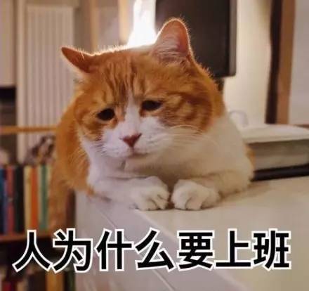 著名丧气黄猫日表情包大全手机版