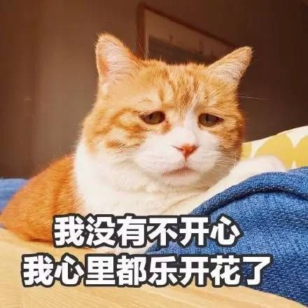 著名丧气黄猫日表情包大全