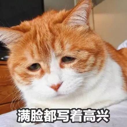 著名丧气黄猫日表情包大全