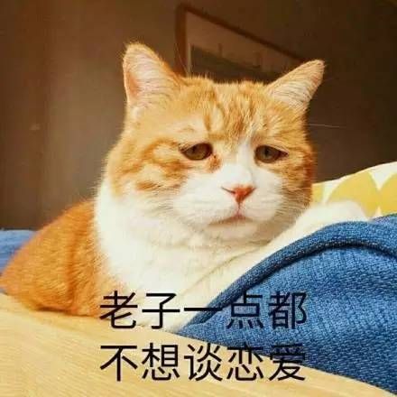 著名丧气黄猫日表情包大全