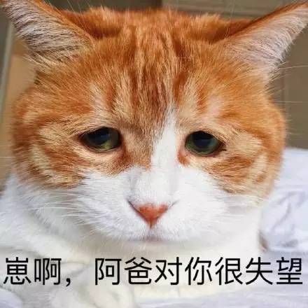 著名丧气黄猫日表情包大全