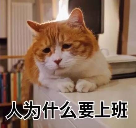 著名丧气黄猫日表情包大全