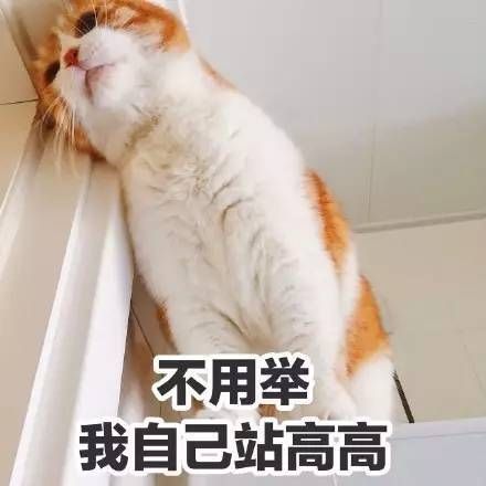 著名丧气黄猫日表情包大全