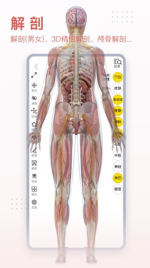 3Dbody艺用净化板