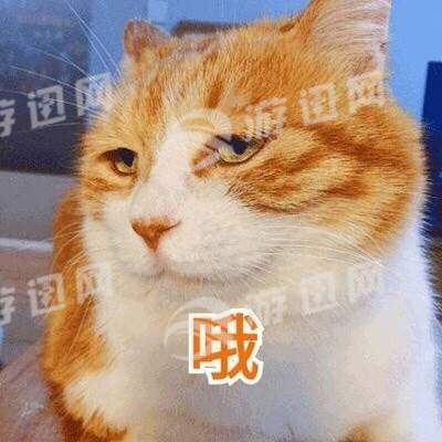 一只戏精的猫表情包正版