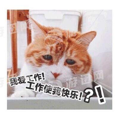 一只戏精的猫表情包正版