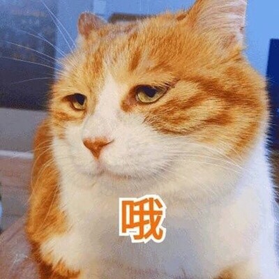 一只戏精的猫表情包