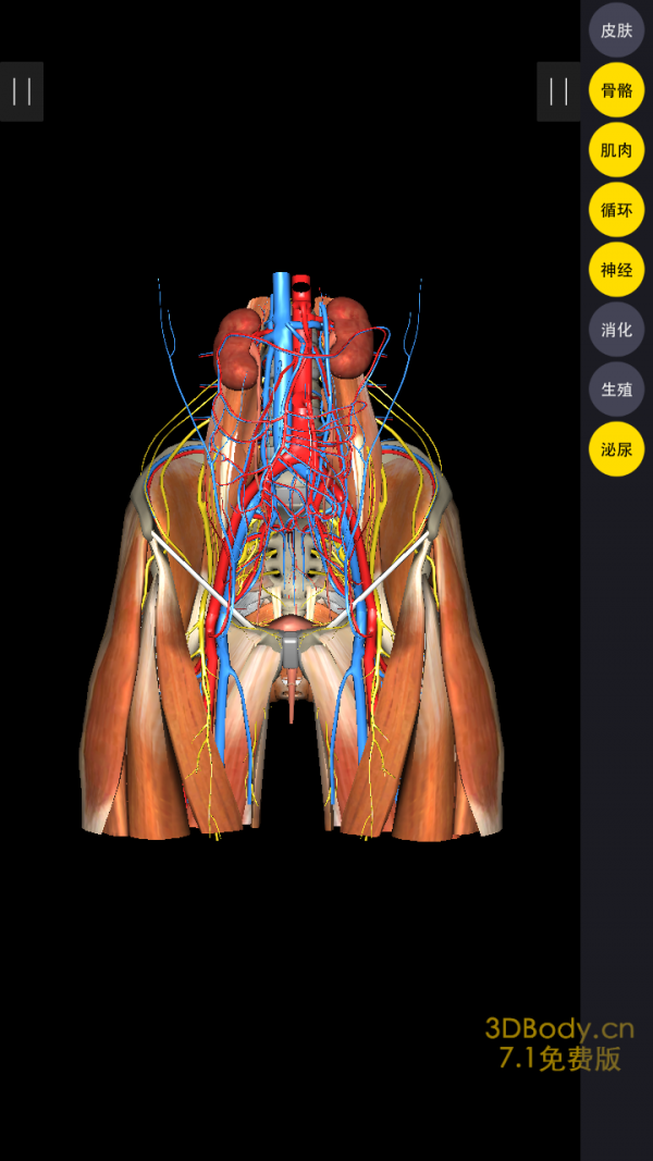 3Dbody解剖互通版