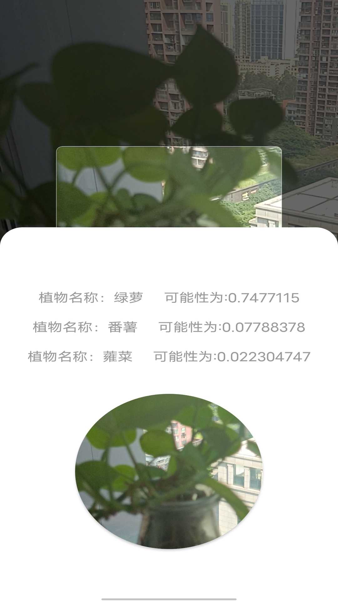 拍照识别植物弛意版中文版