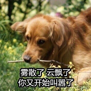 社会你黄哥狗狠话不多表情包